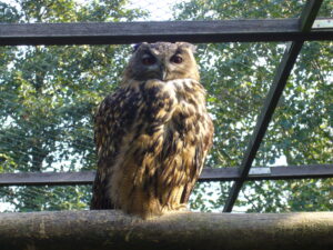 Eulen im Vogelpark Niendorf