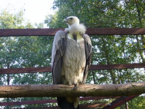 Geier im Vogelpark Niendorf